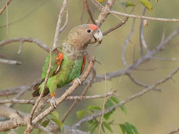 <h3><a href="/trips/gambia/biota/animalia/chordata/aves/027 psittaciformes/003 psittacidae/poicephalus fuscicollis/poicephalus fuscicollis-nl.html">Poicephalus&nbsp;fuscicollis</a> / Brown‑necked&nbsp;parrot / Bruinnekpapegaai</h3>OM-1 Mark II met OLYMPUS M.150-400mm F4.5 TC, 1/2000 sec  bij F5.6, ISO 6400, afstand 35.4&nbsp;m